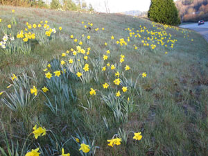 Daffodils planted by Morgan family